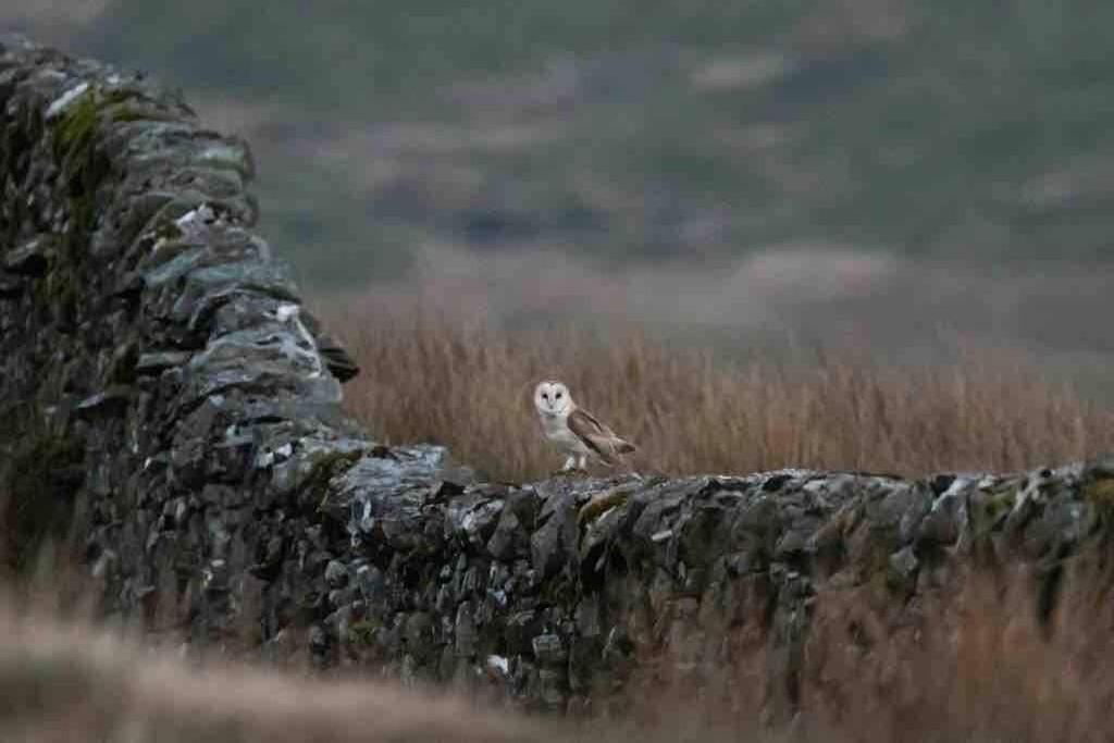 Kingsdale Head Cottage Weathercote المظهر الخارجي الصورة